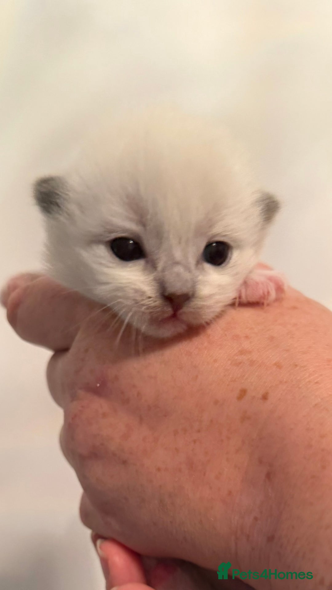 Ragdoll cats for sale: British longhair x ragdoll kittens✨ - Advert 8