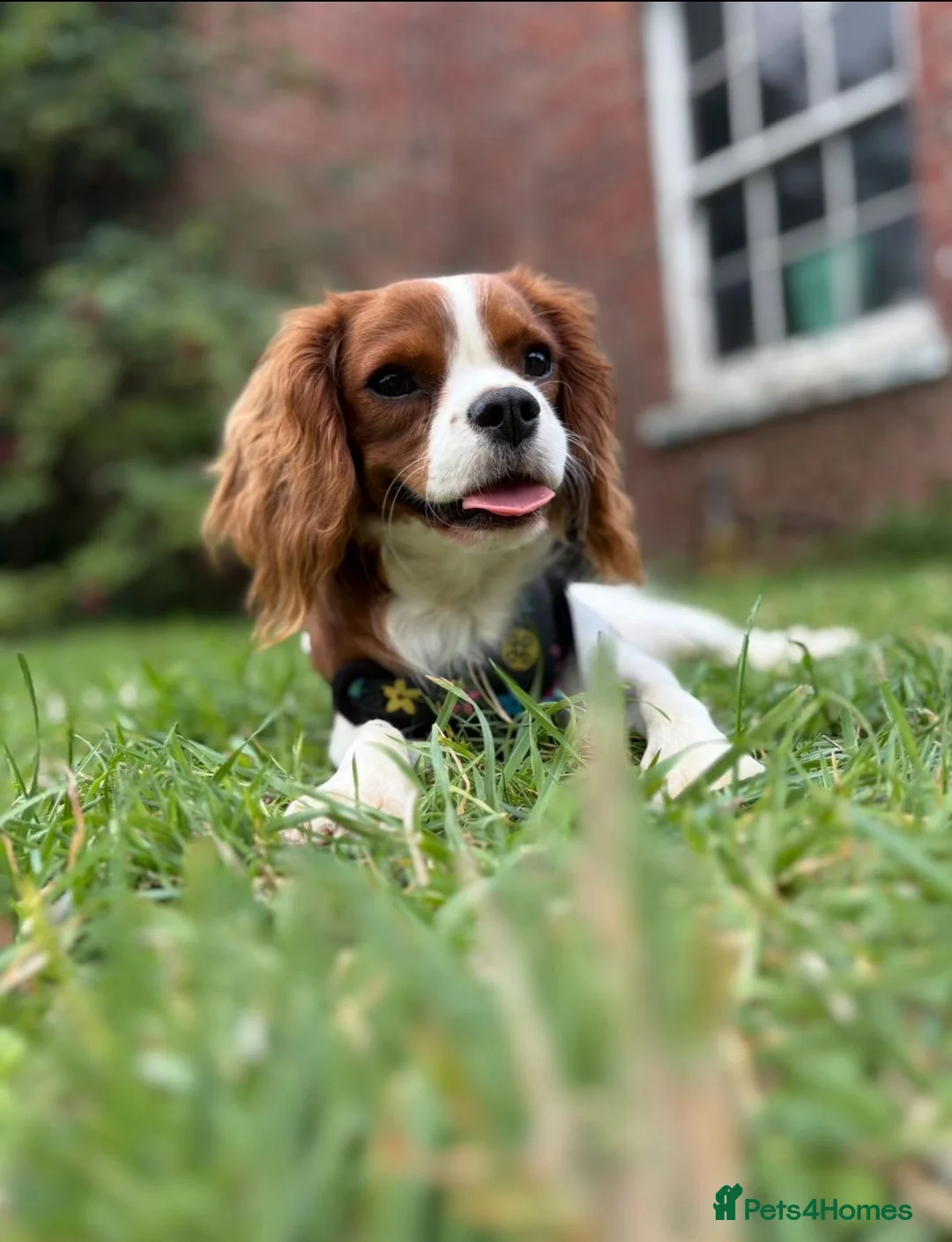 Cavapoo dogs for sale: F1 Cavapoo Puppy’s!  - Advert 18