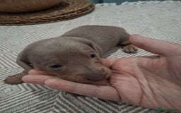 Miniature Dachshund dogs for sale: Miniture dachhund - Advert 9