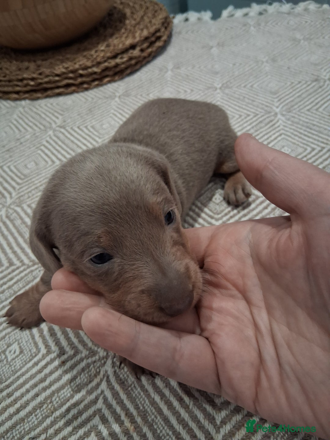 Miniature Dachshund dogs for sale: Miniture dachhund - Advert 9