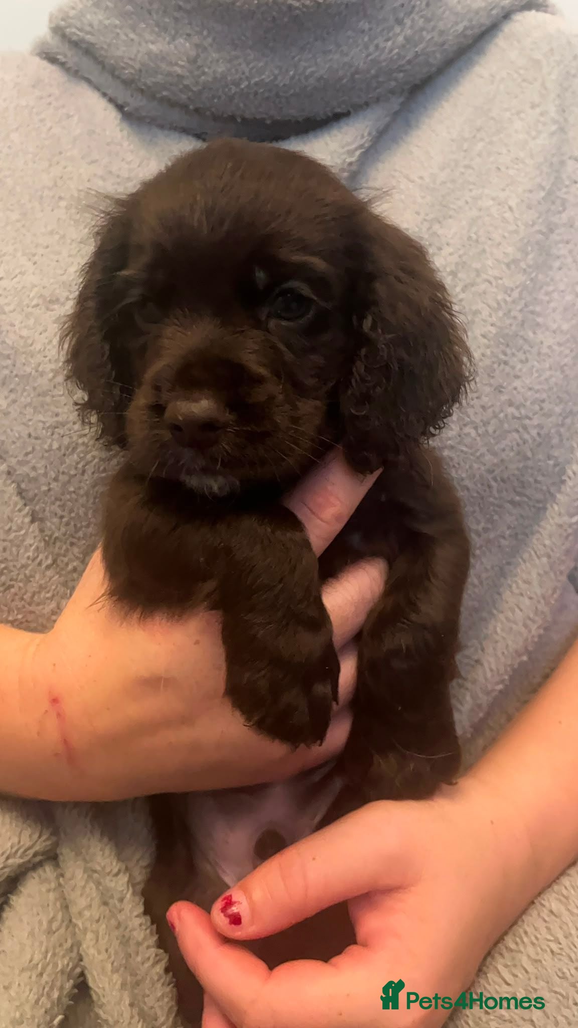 Cocker Spaniel dogs Stunning working cocker spaniel puppys 1 boys left - Advert 2