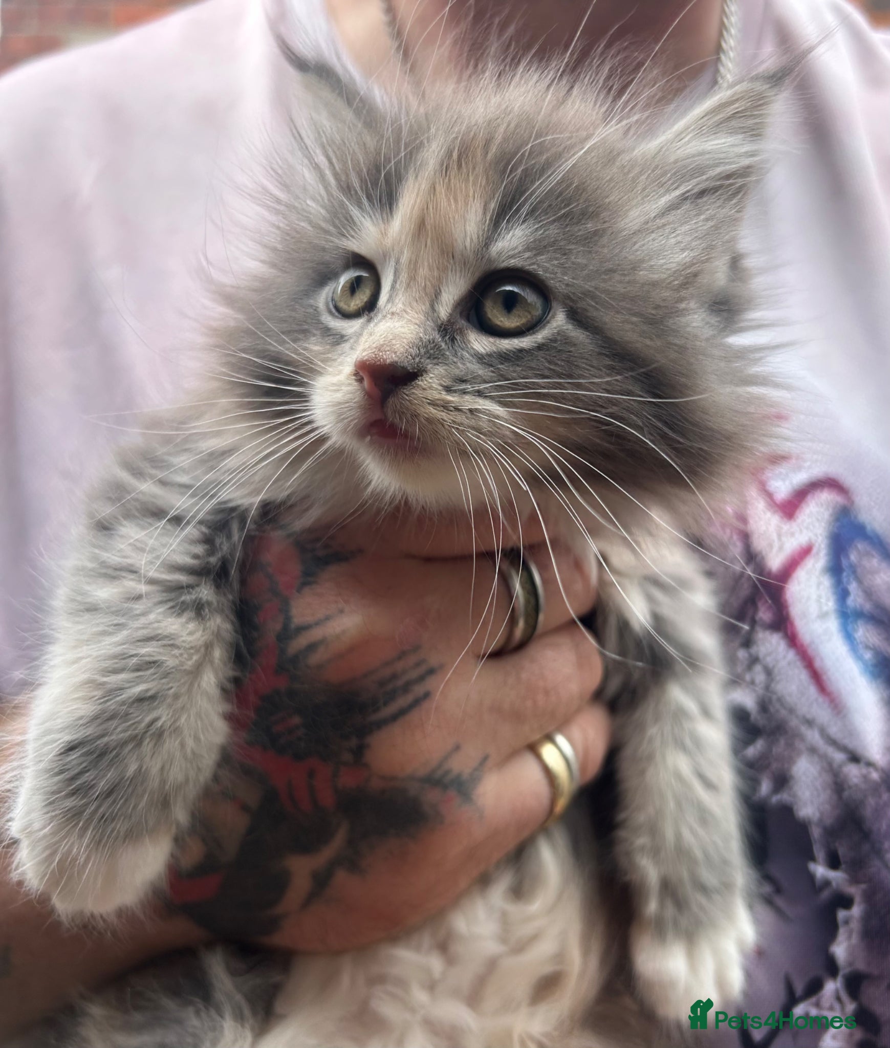 Maine Coon cats TICA Registered Maine Coon Kittens Polydactyl. - Advert 1