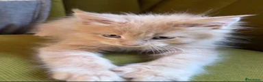 Maine Coon 2