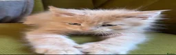 Maine Coon cats for sale: Maine Coon Kittens can be TICA reg  in Dorking - Advert 7