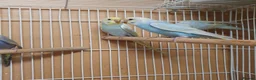 Budgerigars birds for sale: Young and adult budgies  - Advert 2