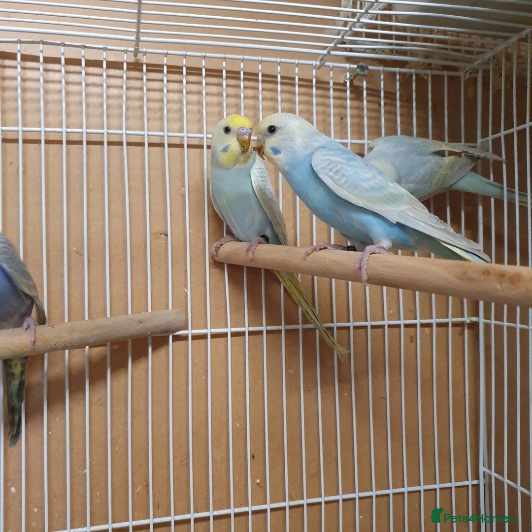 Budgerigars birds for sale: Young and adult budgies  - Advert 2