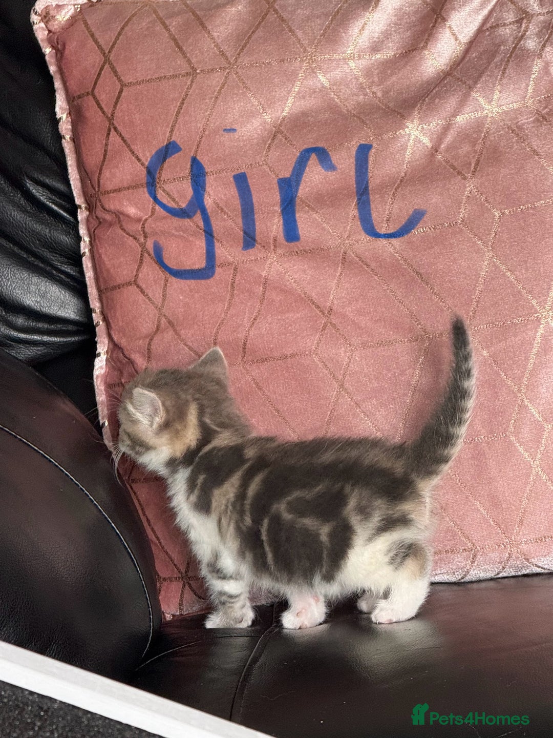 British Shorthair cats for sale: Half British shorthair for sale - Image 3
