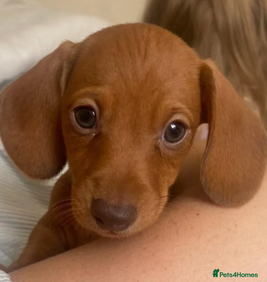 Miniature Dachshund dogs for stud: Richie proven and ready to stud. in Liverpool - Advert 22