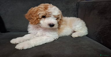 Cavapoo dogs - Advert 2