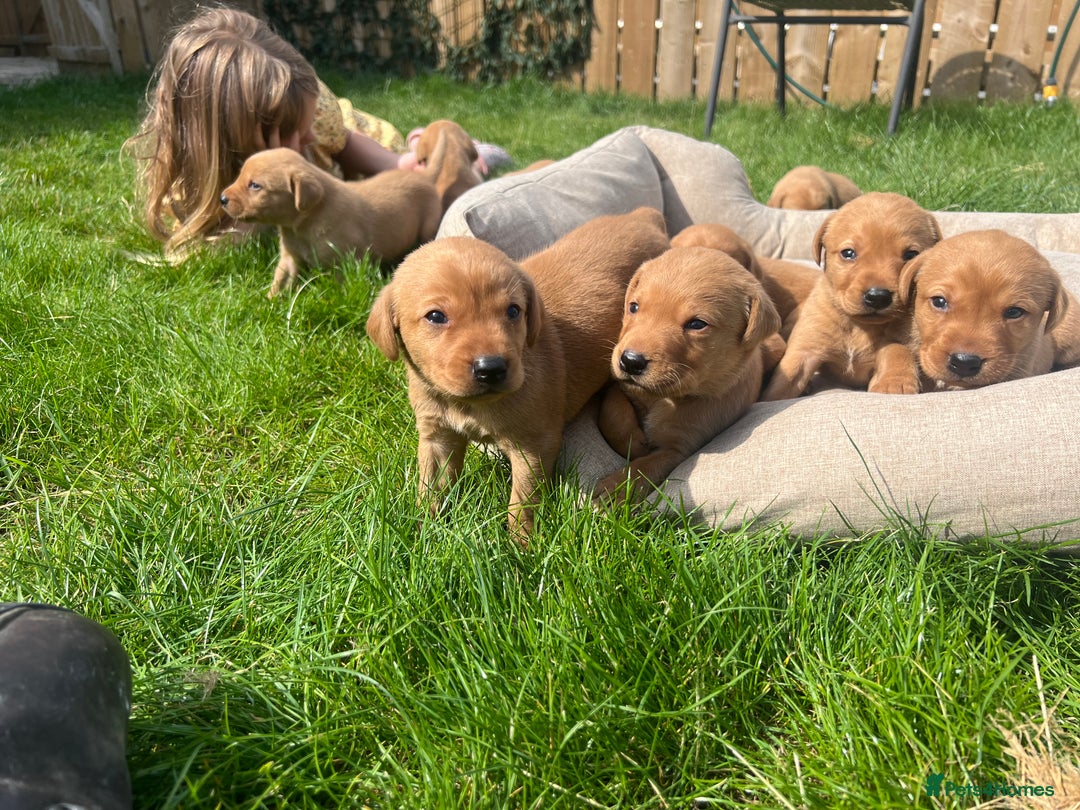 Labrador Retriever dogs for sale: Beautiful fox red Labrador pups 🐶  - Image 8