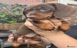 Miniature Dachshund dogs for sale: stunning KC miniature dachshunds  - Image 10