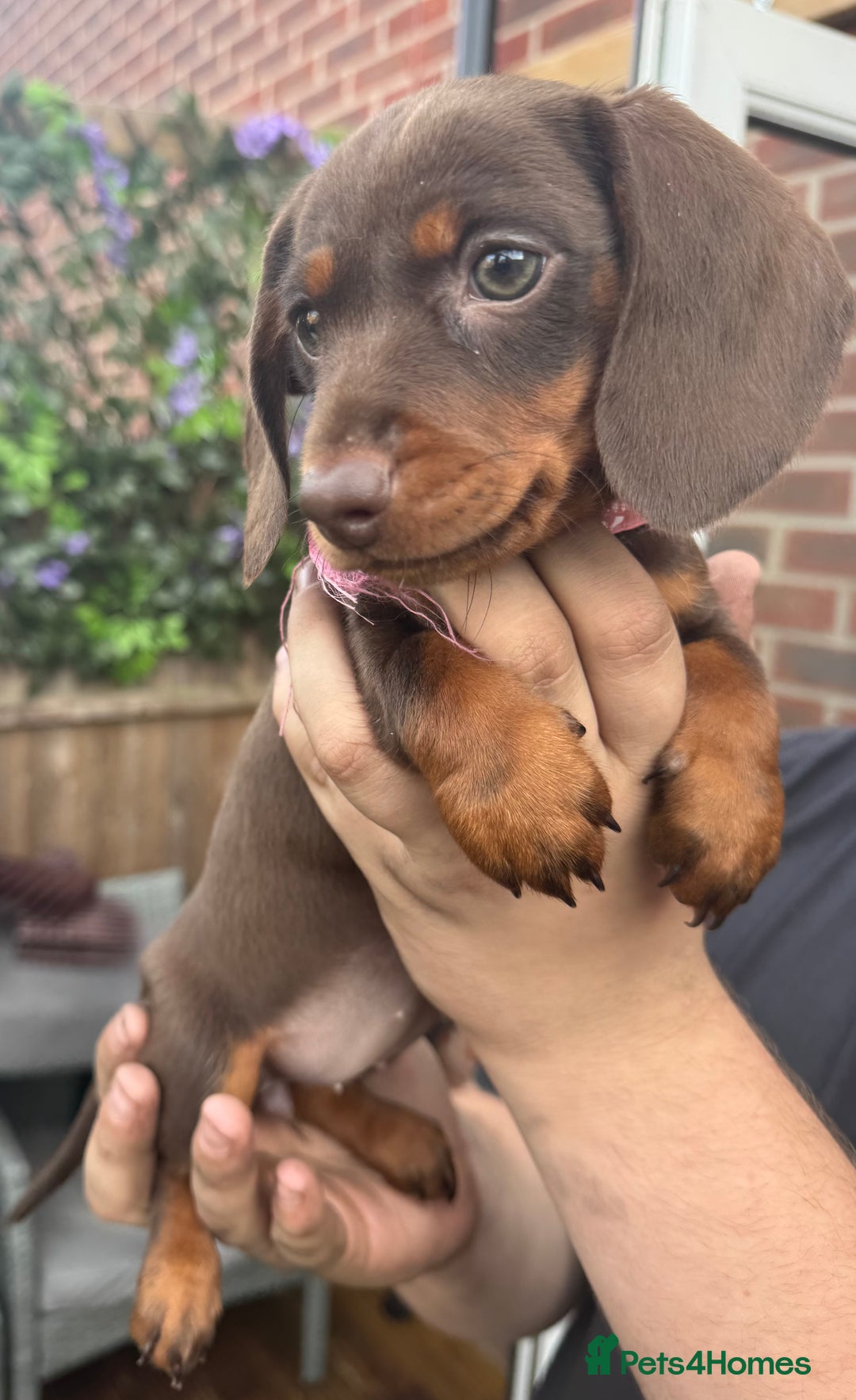 Miniature Dachshund dogs for sale: stunning KC miniature dachshunds  - Image 10