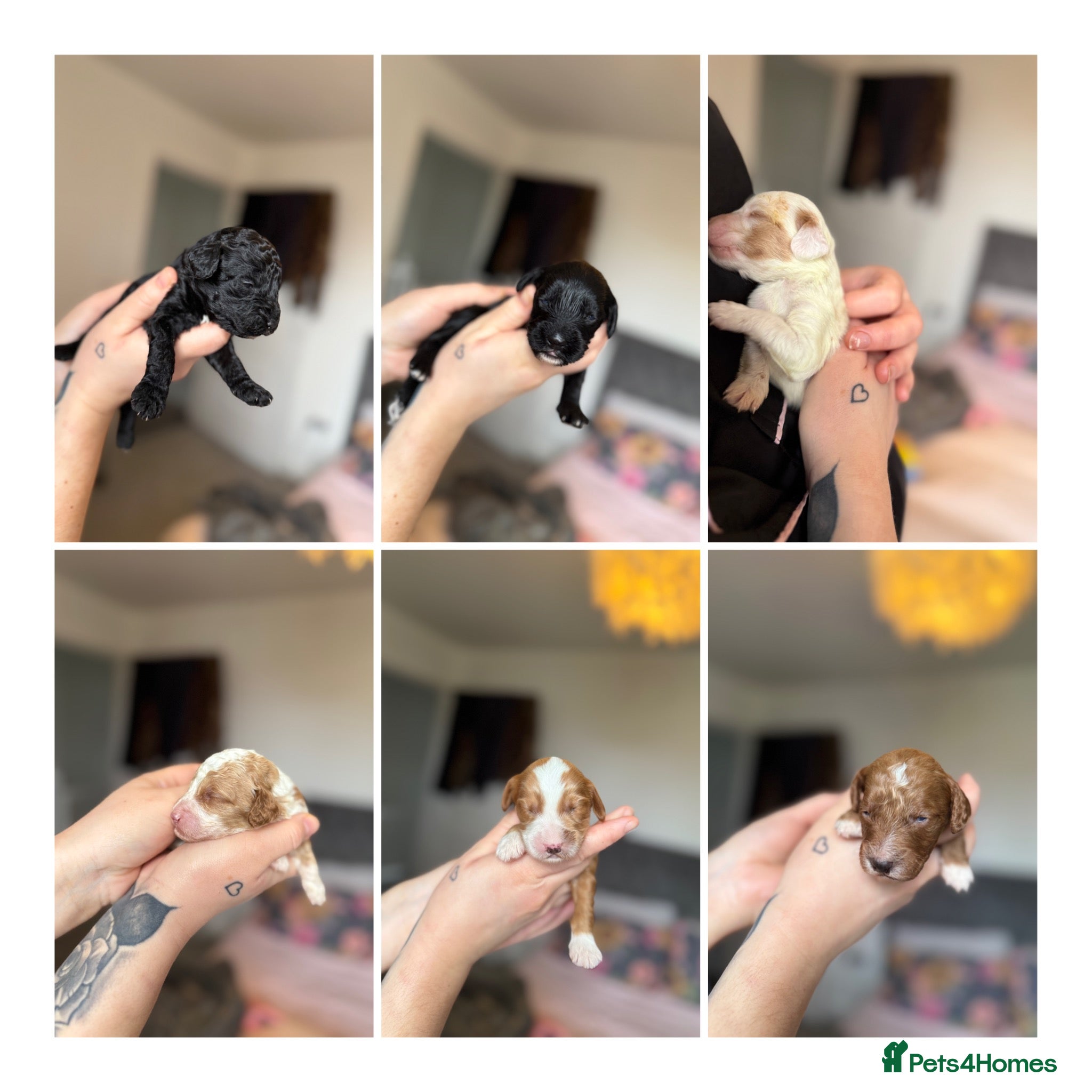 Cockapoo dogs Gorgeous F2 cockapoo puppies  - Advert 8