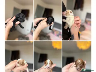 Cockapoo dogs Gorgeous F2 cockapoo puppies - Advert 8