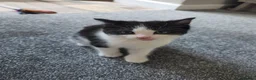 Mixed Breed cats for sale: Beautiful litter of Female Kittens Mixed breed  - Advert 2