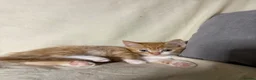 Mixed Breed cats for sale: 4 beautiful kittens now ready to leave - Advert 9