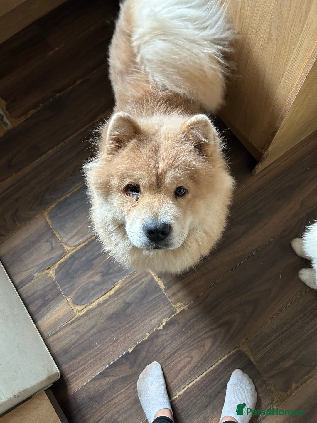 Chow Chow dogs for sale: 2 female chow chow  - Image 2