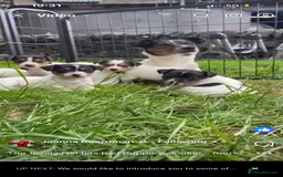 Jack Russell dogs for sale: Farm bred jack Russell puppies for sale  - Image 8