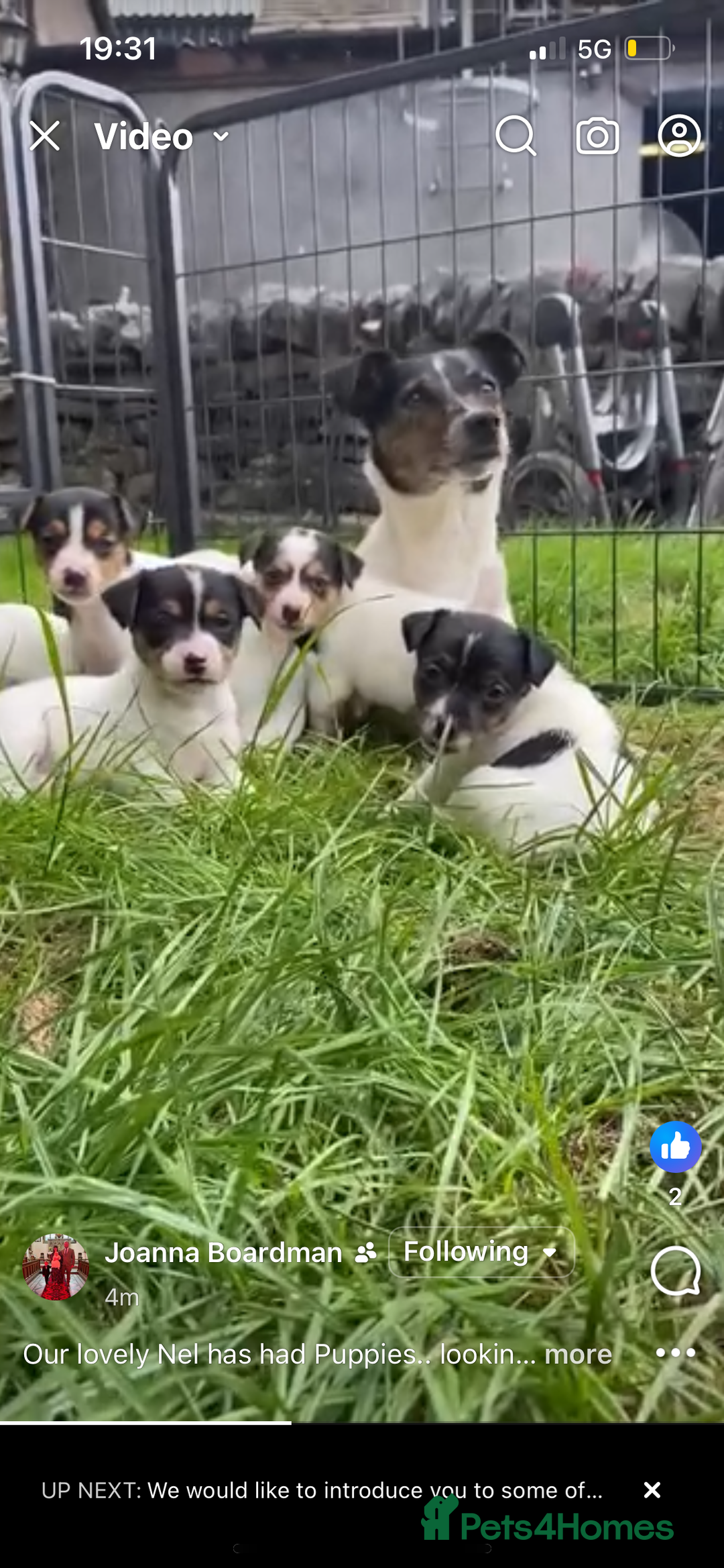 Jack Russell dogs for sale: Farm bred jack Russell puppies for sale  - Image 8