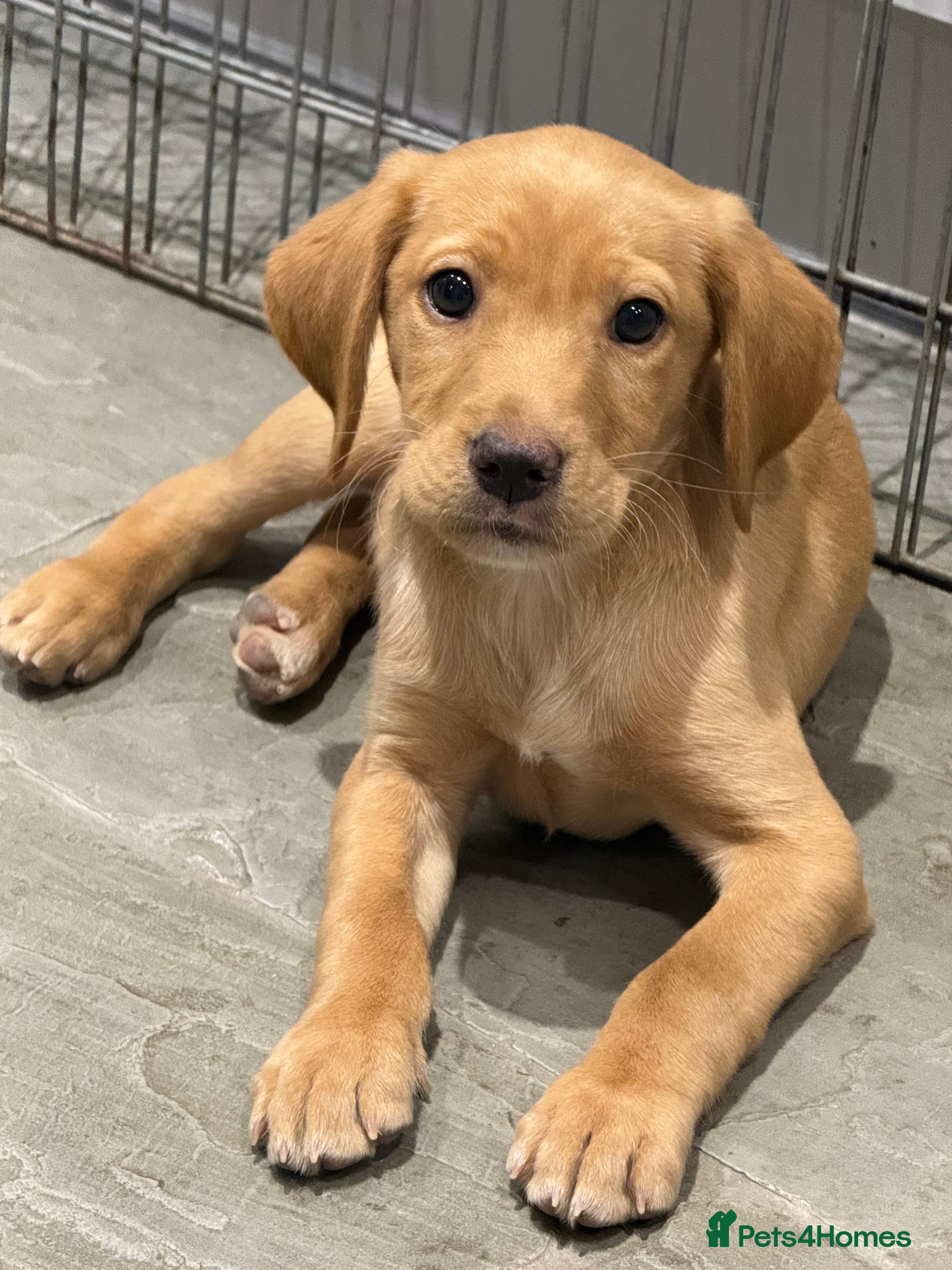 Labrador Retriever dogs One Male Yellow Labrador pup - Advert 16