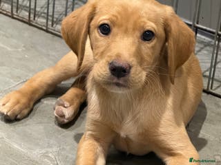 Labrador Retriever dogs One Male Yellow Labrador pup - Advert 16