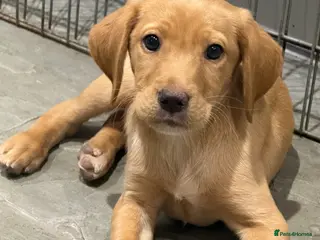 Labrador Retriever dogs One Male Yellow Labrador pup - Advert 12