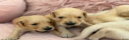 Golden Retriever dogs for sale: Golden Retriever Puppies - Advert 30