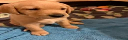Labrador Retriever dogs for sale: LABRADOR PUPPIES - Advert 14
