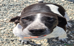 Pointer dogs for adoption: Hera- your new best friend <3 - Advert 3