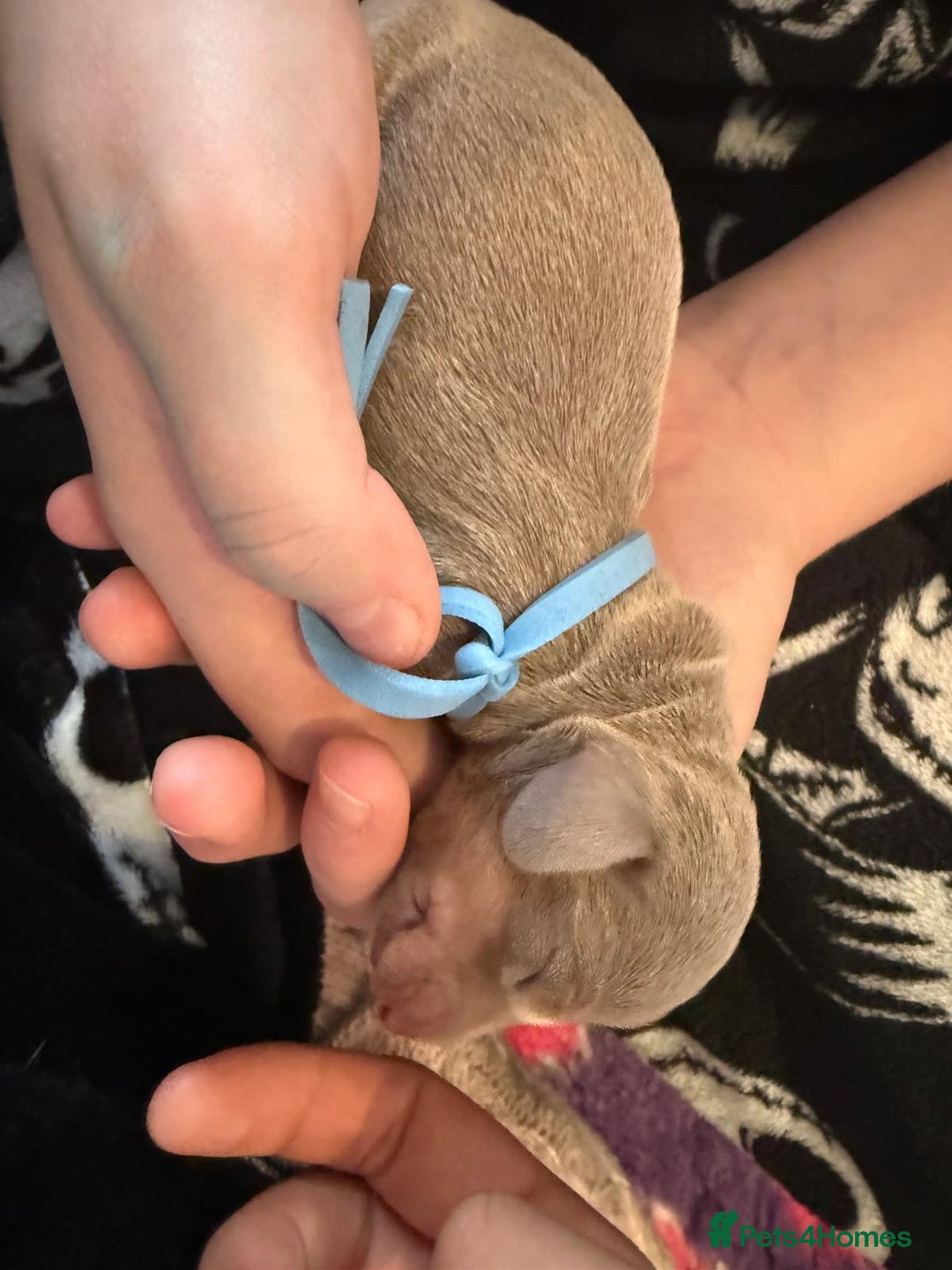 Dachshund dogs for sale: Miniature Dachshund Puppies  Health Tested Parents - Image 2