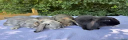 French Lop rabbits for sale: 8 week old French lops  - Advert 3