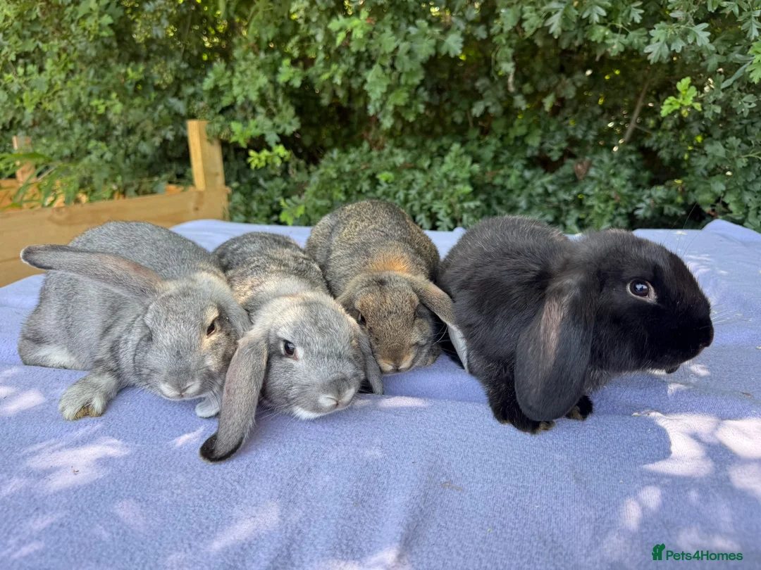 French Lop rabbits for sale: 8 week old French lops  - Advert 3