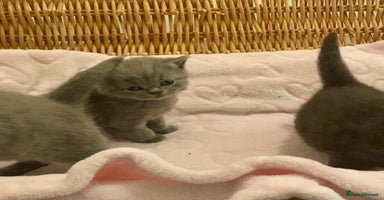 British Shorthair cats - Advert 9