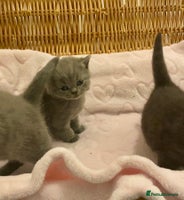 British Shorthair cats - Advert 9