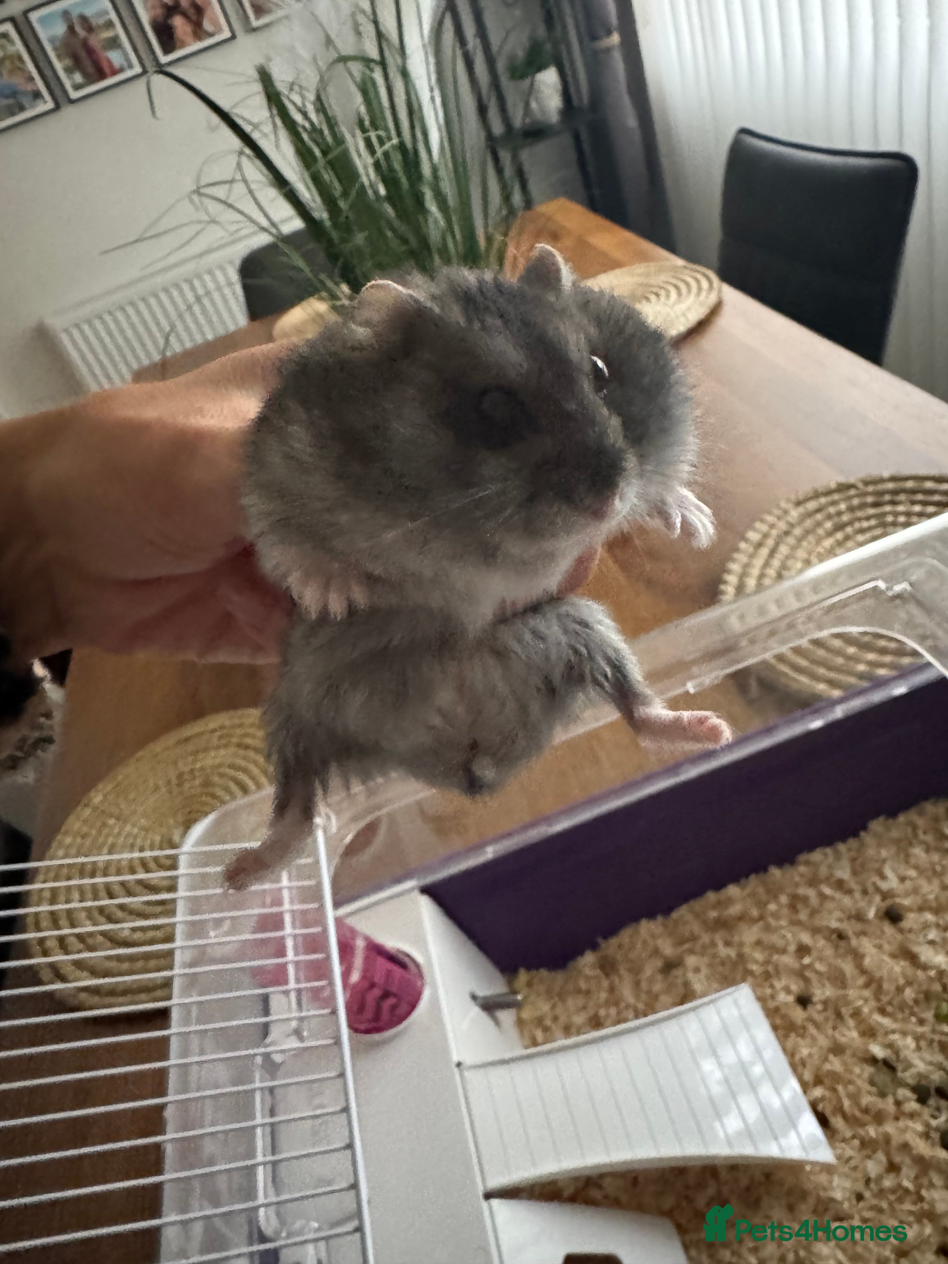Hamster rodents Free  - Advert 1