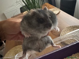 Hamster rodents Free - Advert 1