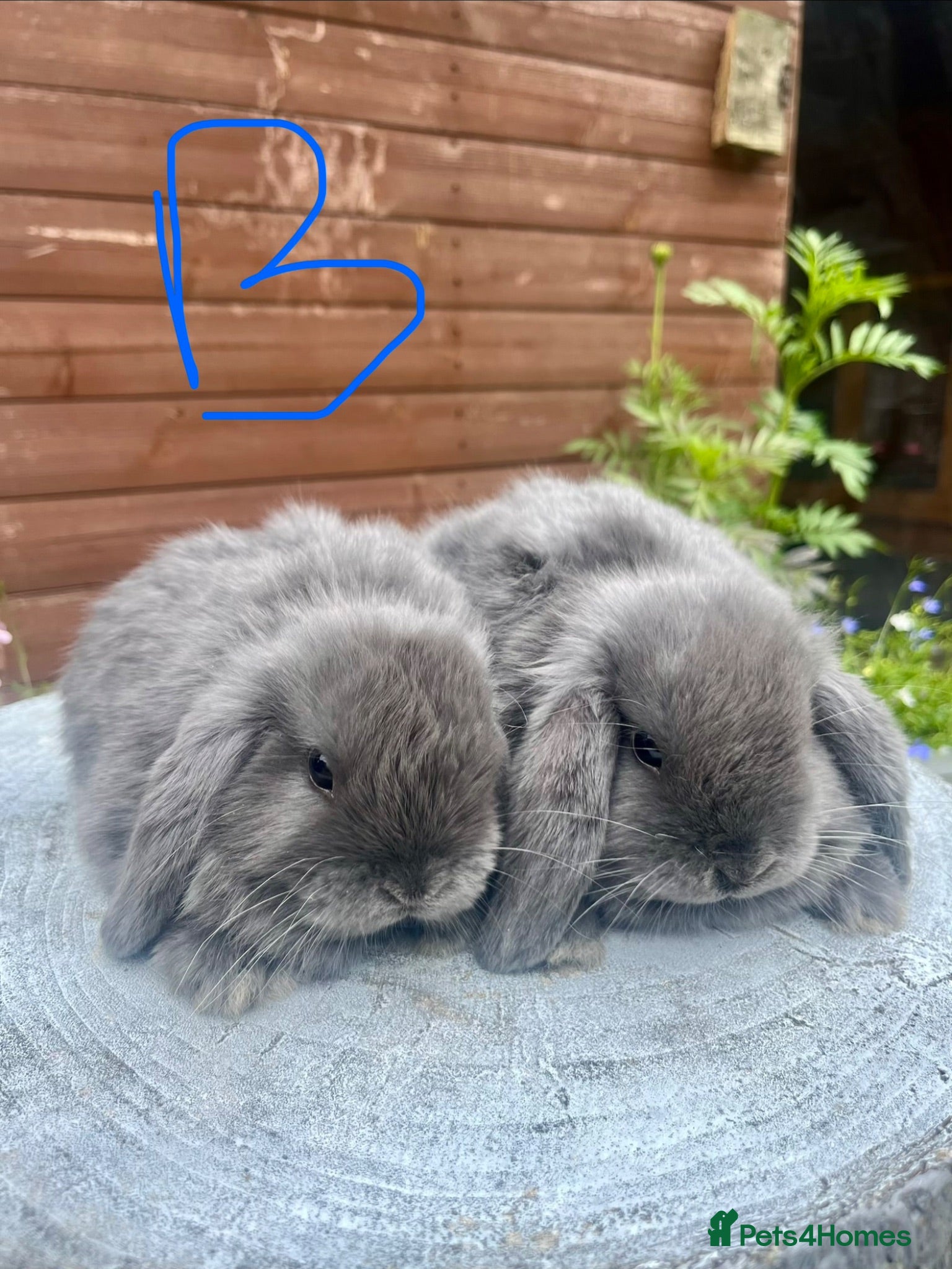 Mini Lop rabbits Stunning litter of mini lops  - Advert 13