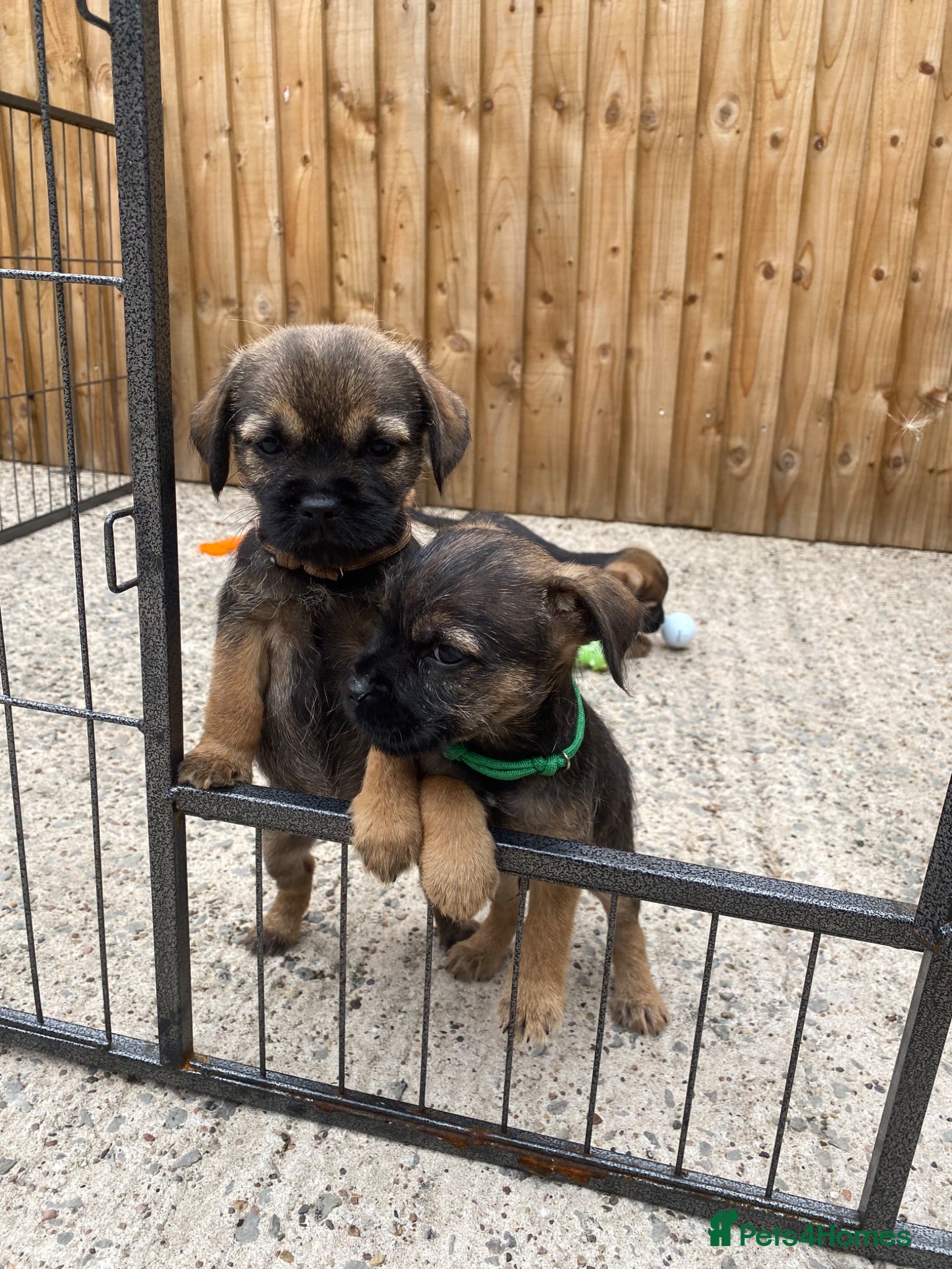 Border Terrier dogs ⭐️ KC BORDER TERRIERS, READY TO LEAVE NOW - Advert 2