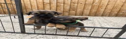 Border Terrier dogs for sale: ⭐️ KC BORDER TERRIERS, READY TO LEAVE NOW - Advert 1