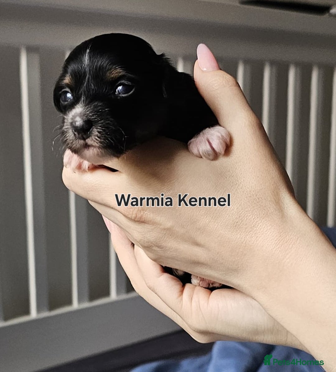 Chinese Crested dogs for sale: Boys £1300, girls £1600 - Image 9