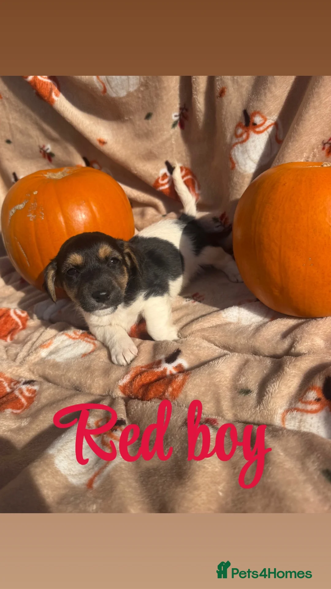 Jack Russell dogs for sale: Tri colour Jack russel puppies❤️💚🧡💙 - Advert 13