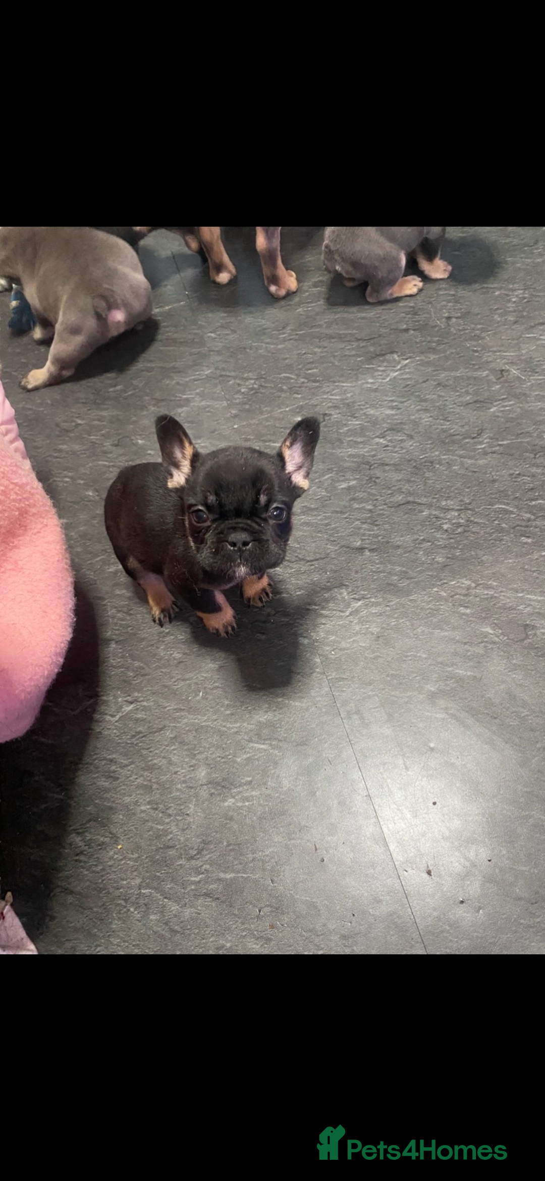 French Bulldog dogs for sale: French bulldog - Advert 1