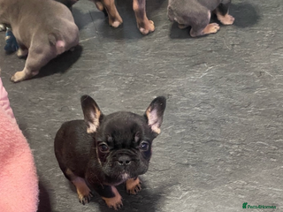 French Bulldog dogs French bulldog - Advert 1