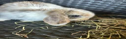 Mini Lop rabbits for sale: Beautiful mini lops - Advert 3