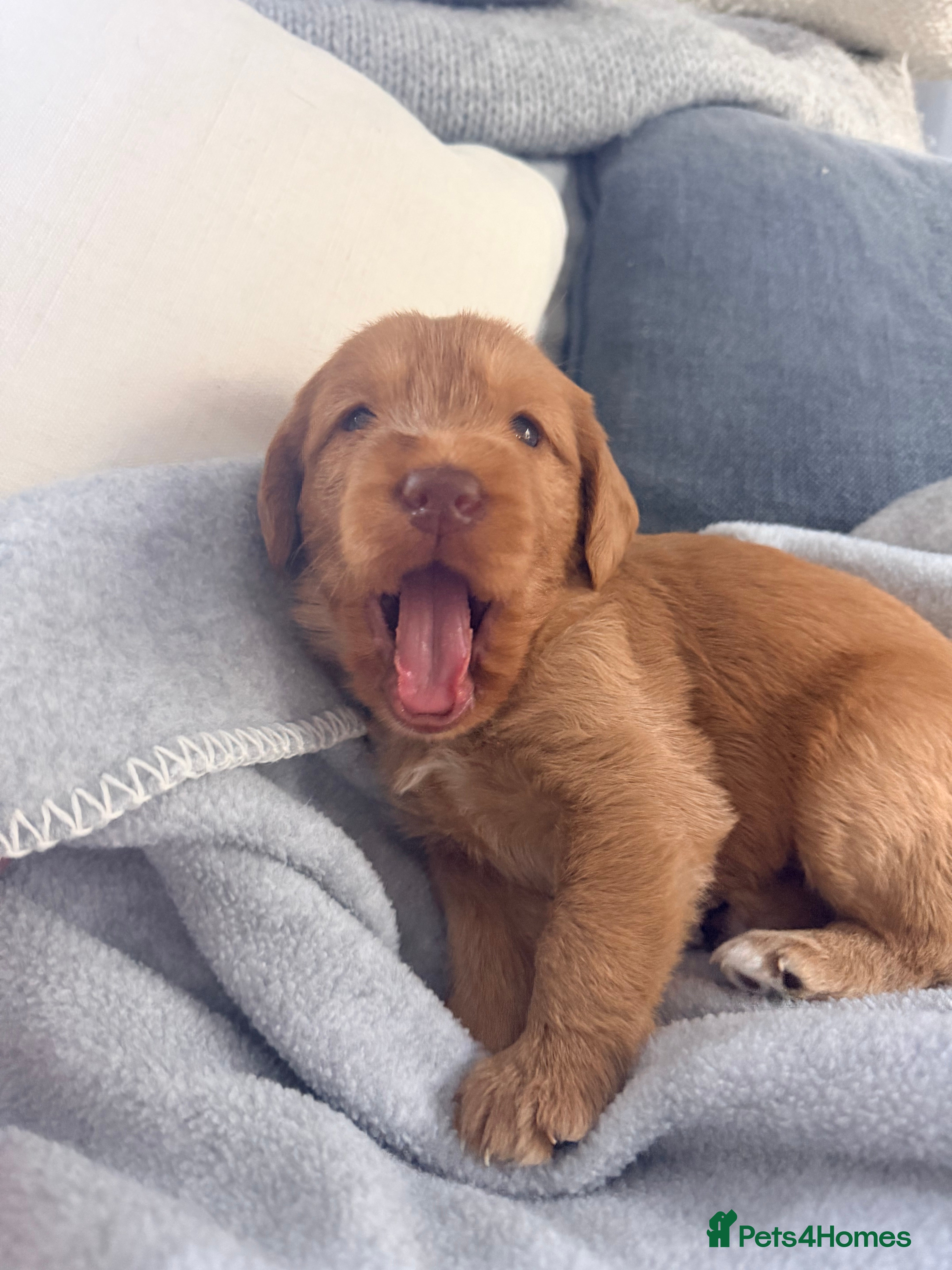 Labradoodle dogs Perfect fox red medium Labradoodles  - Advert 2