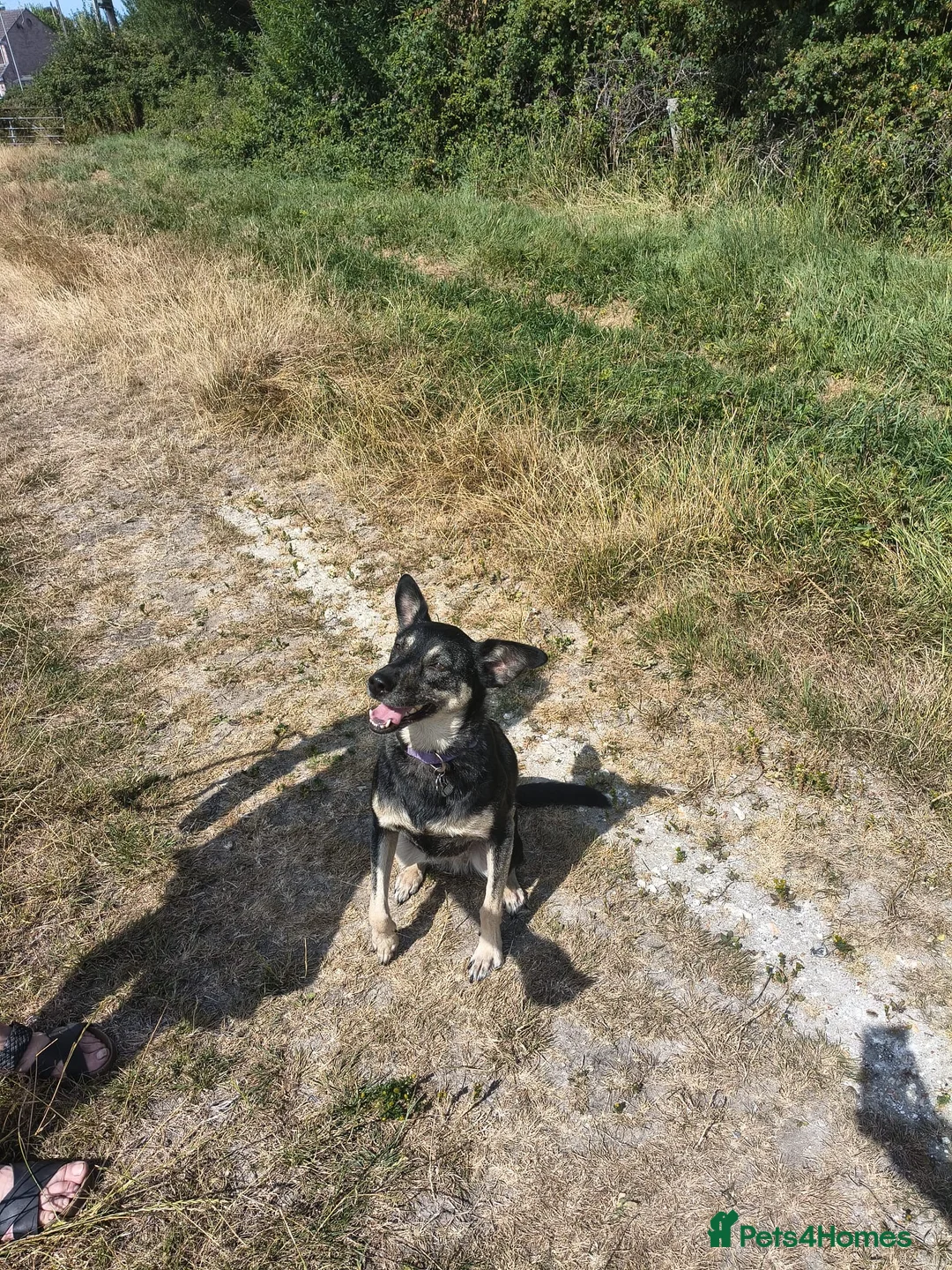 Mixed Breed dogs for adoption: Millie 🩷 in Dorchester - Advert 2