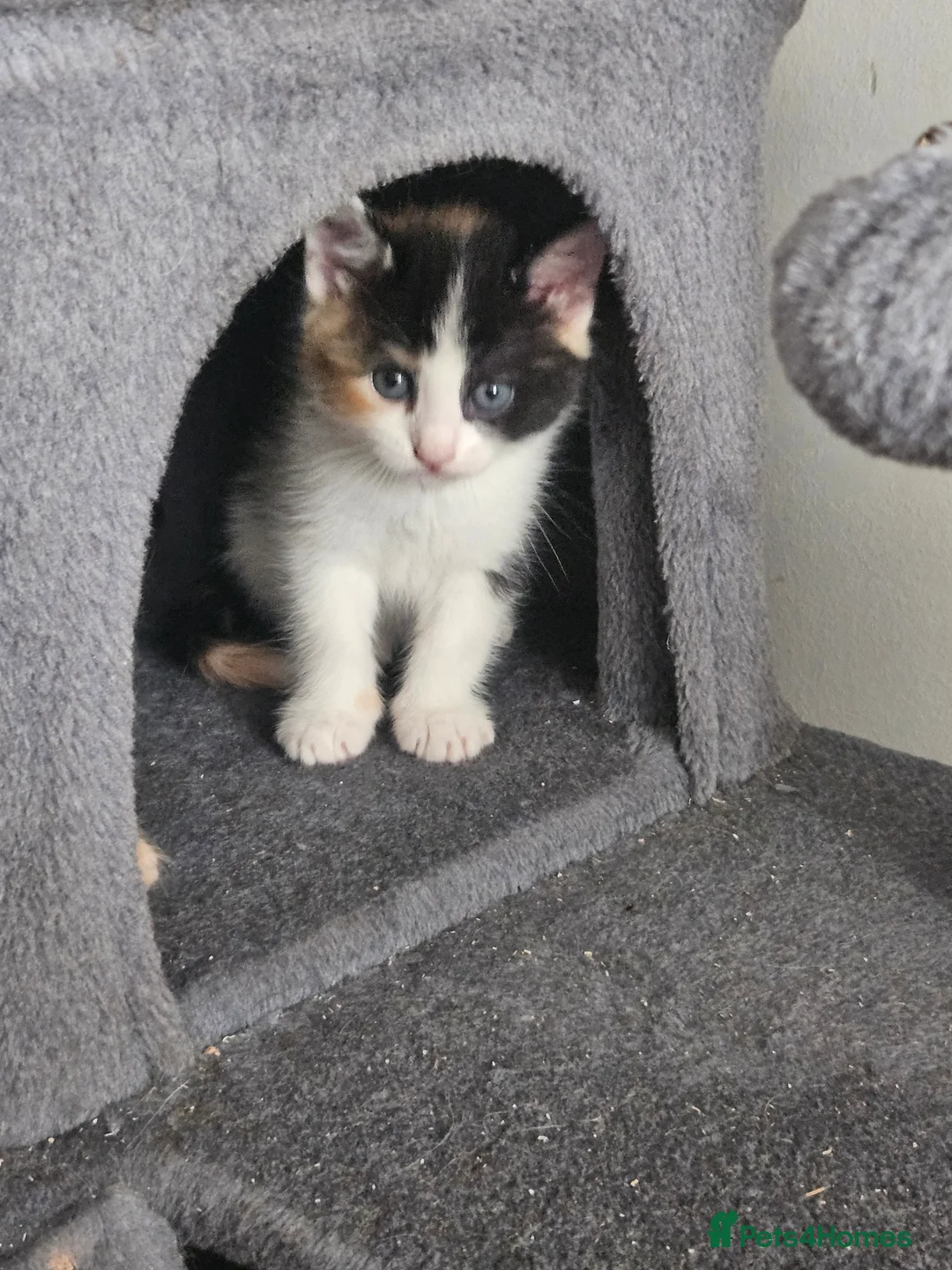 Mixed Breed cats for sale: Mixed Maine Coon kittens - Advert 2