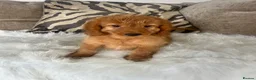 Cockapoo dogs for sale: F1 golden cockapoo puppies  - Advert 15