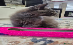 Maine Coon cats for sale: Maine Coon kittens Glasgow  - Image 22
