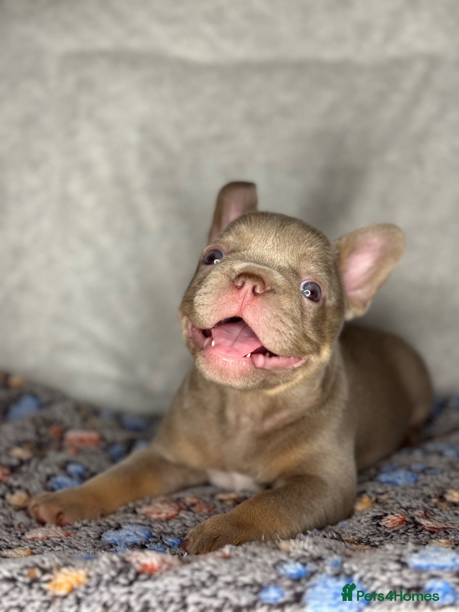 French Bulldog dogs KC Registered French Bulldog Puppies - Advert 2